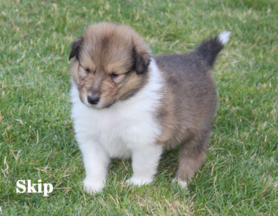 Skip - 4. Woche
